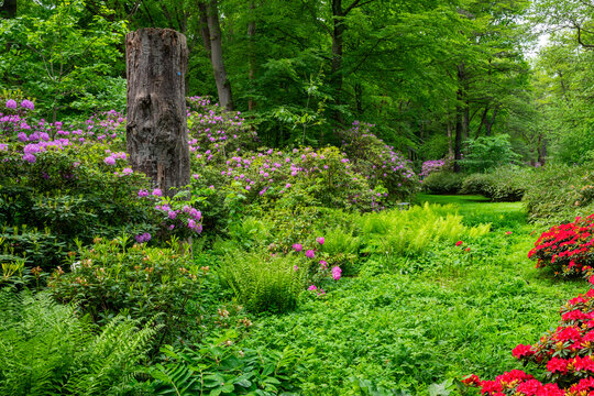 Botanik und Natur, Echter Wurmfarn (Dryopteris filix-mas) und Rhododendronbl&uuml;te im Berliner Tiergarten Park, Berlin, Deutschland