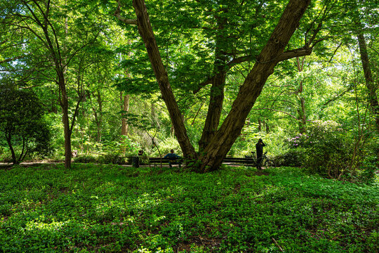 Der Berliner Tiergarten, Park und Erholungsgebiet im gleichnamigen Bezirk in Mitte, Berlin, Deutschland