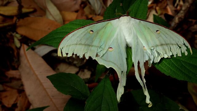 Close up video of an Indian Moon Moth (Actias selene) resting peacefully on a fresh green leaf during a summer morning in its natural forest habitat in Himachal Pradesh, India.