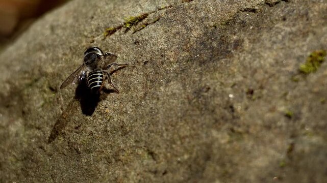 Close up wildlife video of a female Megachile leafcutter bee drinking water from a wet rock beside a clear freshwater stream during the summer season in Himachal Pradesh, India.