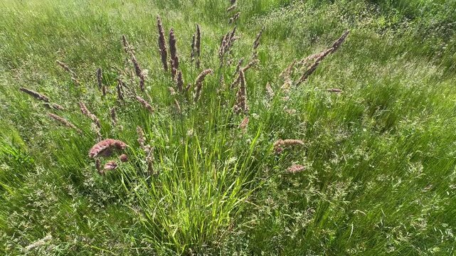 High angle wide shot of a full orchard grass (Dactylis glomerata) clump swaying gently in a lush green meadow field. Beautiful cock's-foot grass tuft footage for summer nature videos.
