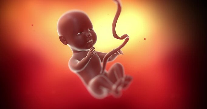 Unborn baby attached to placenta via umbilical cord medical animation. Medical and Health Related 3D Animation.