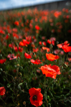 red poppy flowers