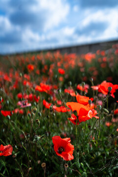 field of red poppies