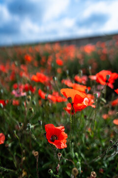 poppy flowers in the field