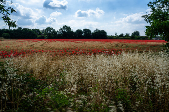 field of poppies and sky