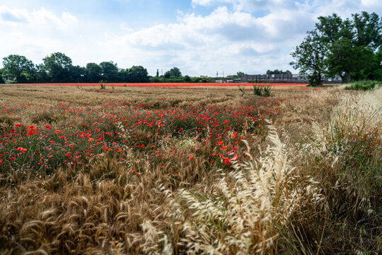 field with poppies