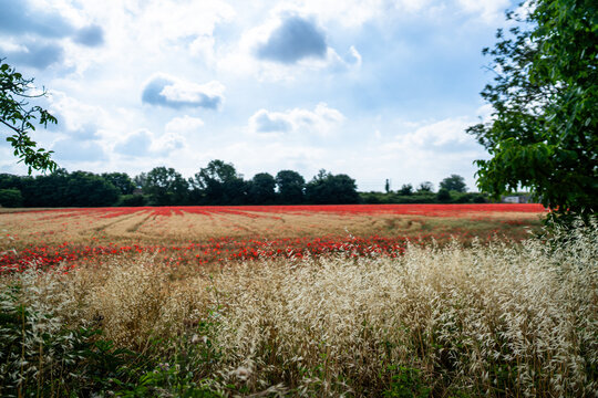 field with red poppies and sky