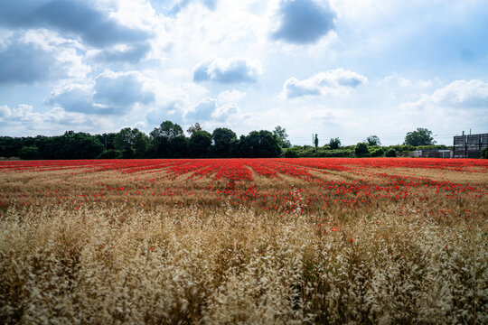 wheat field with red poppies