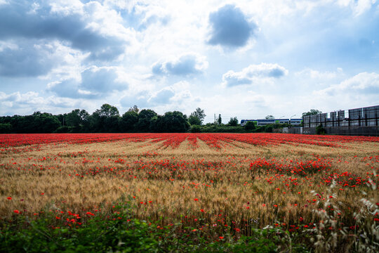 field of poppies and sky