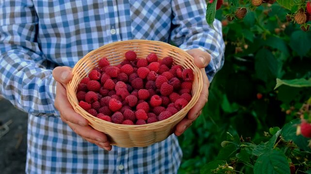 A farmer with a raspberry harvest in the garden. Selective focus.