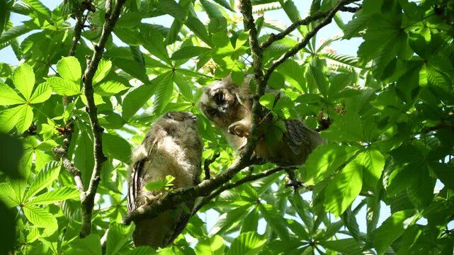 Two cute baby long eared owl chicks sitting on a green tree branch closeup, beautiful young owlets looking around in wild nature surrounded by lush chestnut leaves on a summer day