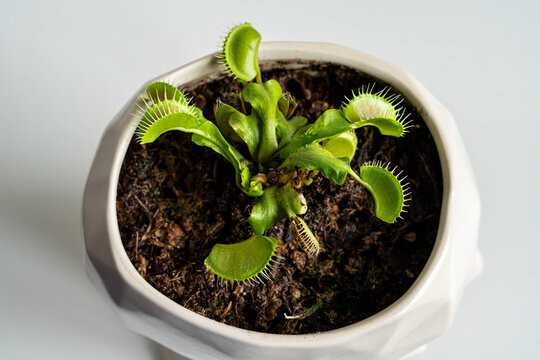 Top view of a Venus flytrap (Dionaea muscipula) carnivorous plant growing in a white geometric ceramic pot.