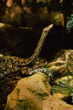 A large patterned python lies coiled among rocks and leaf litter in a dimly lit forest enclosure. The snake's head is raised and alert, showcasing its