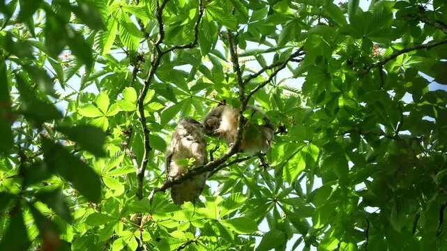 Two cute baby long eared owl chicks preening feathers on a tree branch surrounded by green leaves in wild nature, beautiful young owlets grooming each other on a summer day