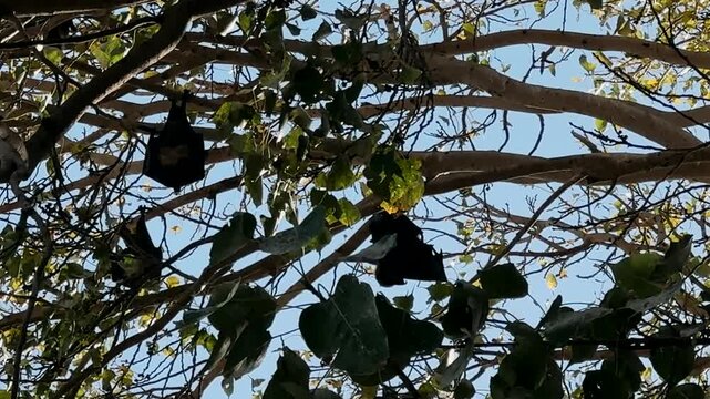Adult Indian flying foxes Pteropus medius roosting during the day near Yala National Park