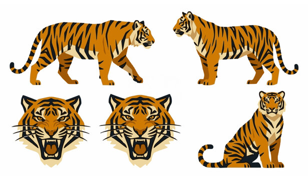 Tiger illustrations set side view head and sitting poses