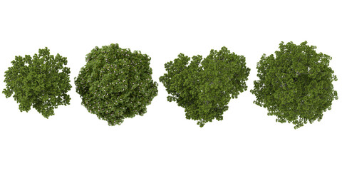 Obraz premium Collection of Aesculus,Alnus plants isolated on white background from the top view