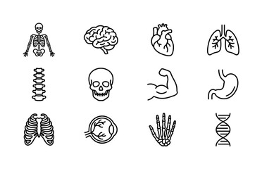 Fototapeta premium Human anatomy. Line outline icon set of Human anatomy: human skeleton, brain, heart, lungs, spine, skull, muscular arm, digestive stomach, rib cage, eye anatomy, hand bones, DNA helix. All icons in