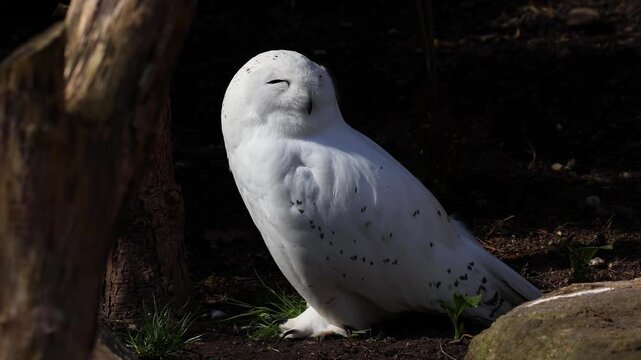 Snowy owl, Bubo scandiacus, bird of the Strigidae family. With a yellow eye