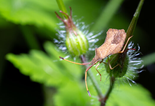 Macro of a dock bug (Coreus marginatus) on a green plant bud. Brown shield bug close up