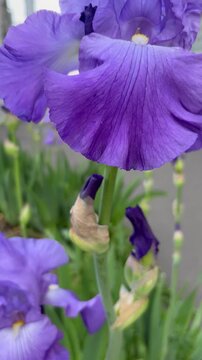 Orbit shot of two large purple irises