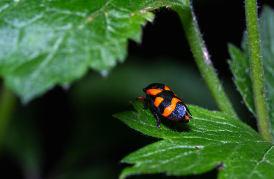 Macro of a red-and-black froghopper (Cercopis vulnerata) on a green leaf. Spittlebug insect close up