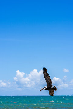 Pelican flying by Atlantic ocean in Las Croabas Puerto Rico 