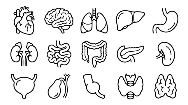 Human internal organs outline icons set
