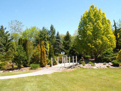 Summer landscape with trees and bridge in the park