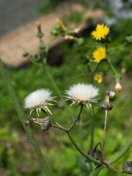 Close up of fluffy white sowthistle seed heads in a field, beautiful wild sonchus arvensis blossoms in a green meadow.
