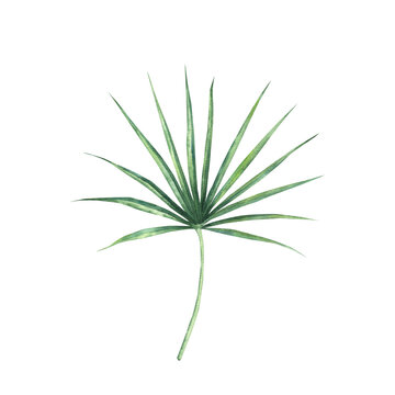 Watercolor hand-painted tropical Sabal palm leaf. Botanical illustration. Isolated element on a white background. Perfect for invitations, branding, prints, packaging and summer designs.