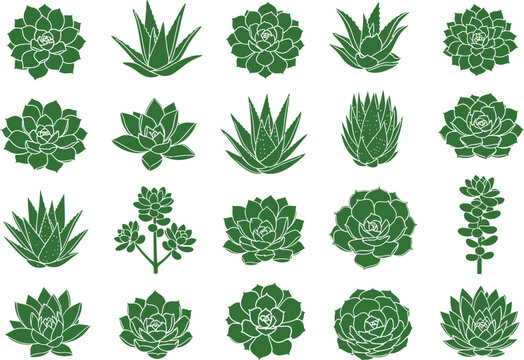Succulent collection diverse green cacti and rosette plants vector set