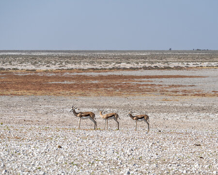 Three springboks in Etosha, Namibia