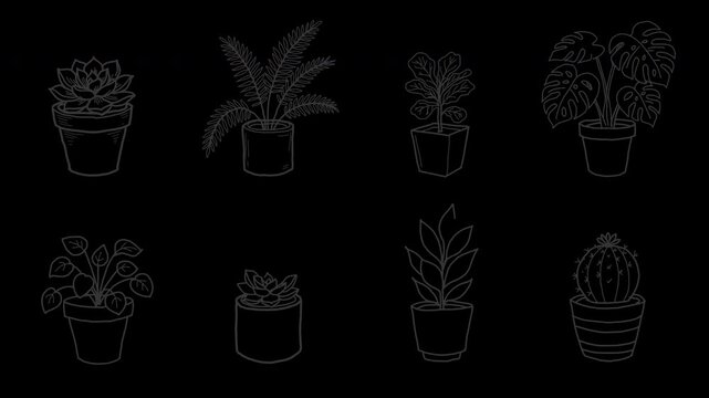 Potted plant icons set succulent palm fiddle leaf fig monstera pilea cactus 4K Hand Drawn Animation with alpha transparent background