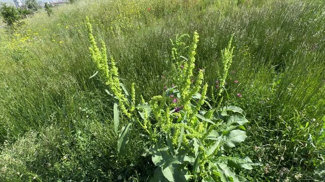 Close up of a wild curly dock (Rumex crispus) plant blooming and swaying gently in a lush green summer meadow field. Beautiful yellow dock flower footage for nature and agriculture videos.