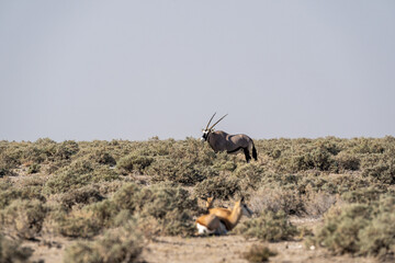 Fototapeta premium Oryx in Etosha, Namibia