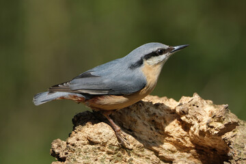 Obraz premium Eurasian Nuthatch Bird Perched on a Tree Branch in Wild Nature