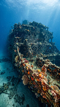 Naufragio hist&oacute;rico completamente cubierto de coral, esponjas y abanicos de mar, con peces tropicales entrando por portillas rotas en luz azul submarina.
