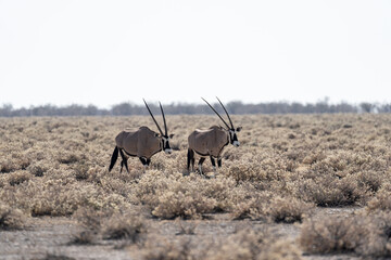 Oryx in Etosha, Namibia © Marcel Rudolph-Gajda