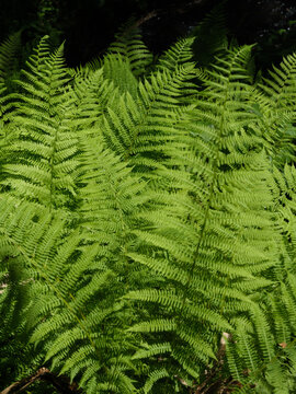 Close up of a fresh green fern leaf in the forest, beautiful macro of fern frond with tropical foliage background.