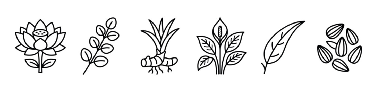 Lotus flower moringa ginger peace lily leaf and sunflower seeds icons set representing natural ingredients for herbal medicine and organic skincare products