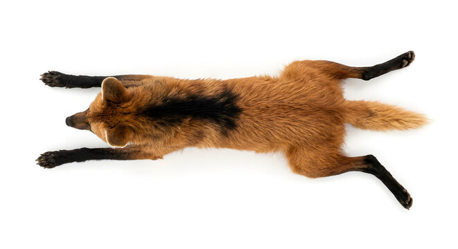 M&auml;hnenwolfs