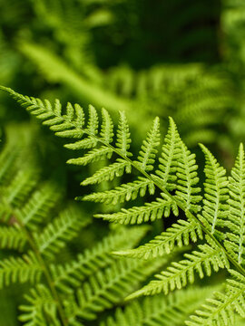 Close up of a fresh green fern leaf in the forest, beautiful macro of fern frond with tropical foliage background.