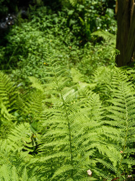 Close up of a fresh green fern leaf in the forest, beautiful macro of fern frond with tropical foliage background.