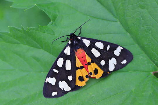 Cream Spot Tiger Moth Arctia villica at rest on leaf with wings partly open showing underwing