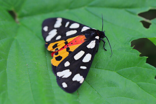 Arctia villica, the cream-spot tiger,a rare and endangered species of moth of the family Erebidae.