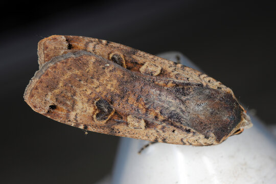 Large yellow underwing noctua pronuba Insect