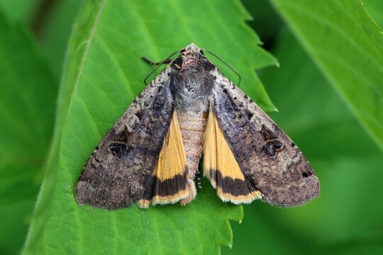 Common yellow underwing moth, large yellow underwing moth, hibon, Yellow underwing (Noctua pronuba, Agrotis pronuba, Lampra pronuba).