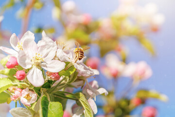 honeybee collecting nectar on apple blossom white petals pink buds green leaves blue sky spring orchard pollination macro © svittlana